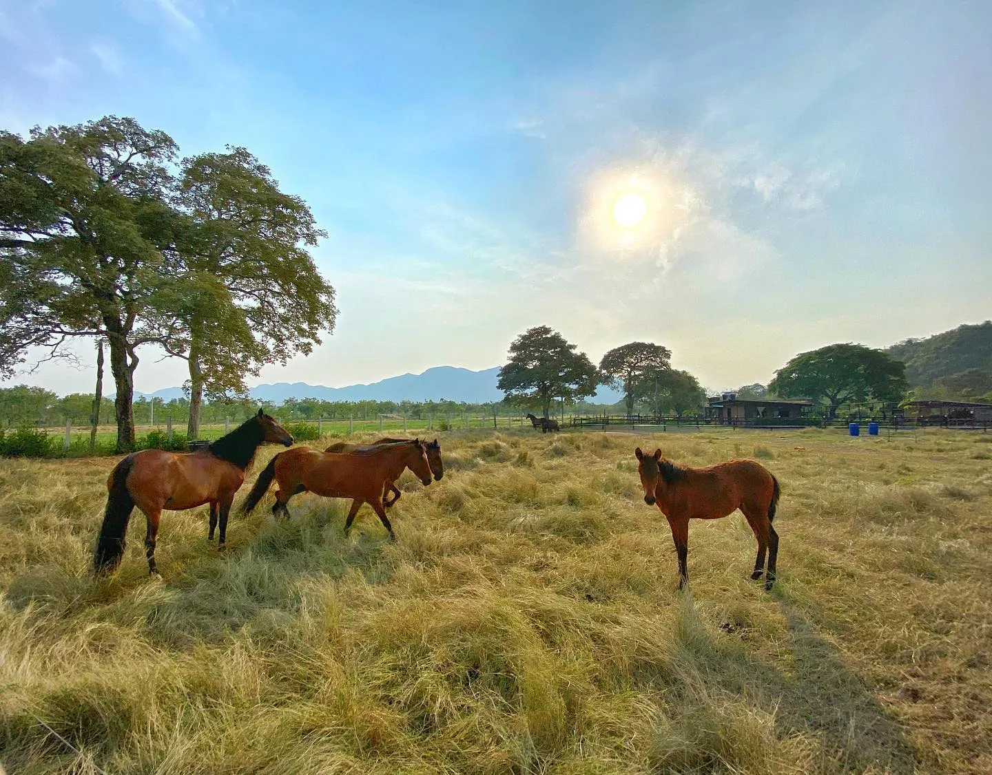 Criadero Equino La Trinidad