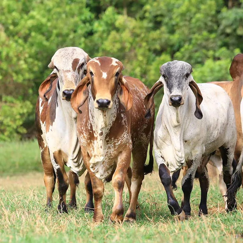 Ganadería y Agricultura